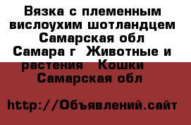 Вязка с племенным вислоухим шотландцем - Самарская обл., Самара г. Животные и растения » Кошки   . Самарская обл.